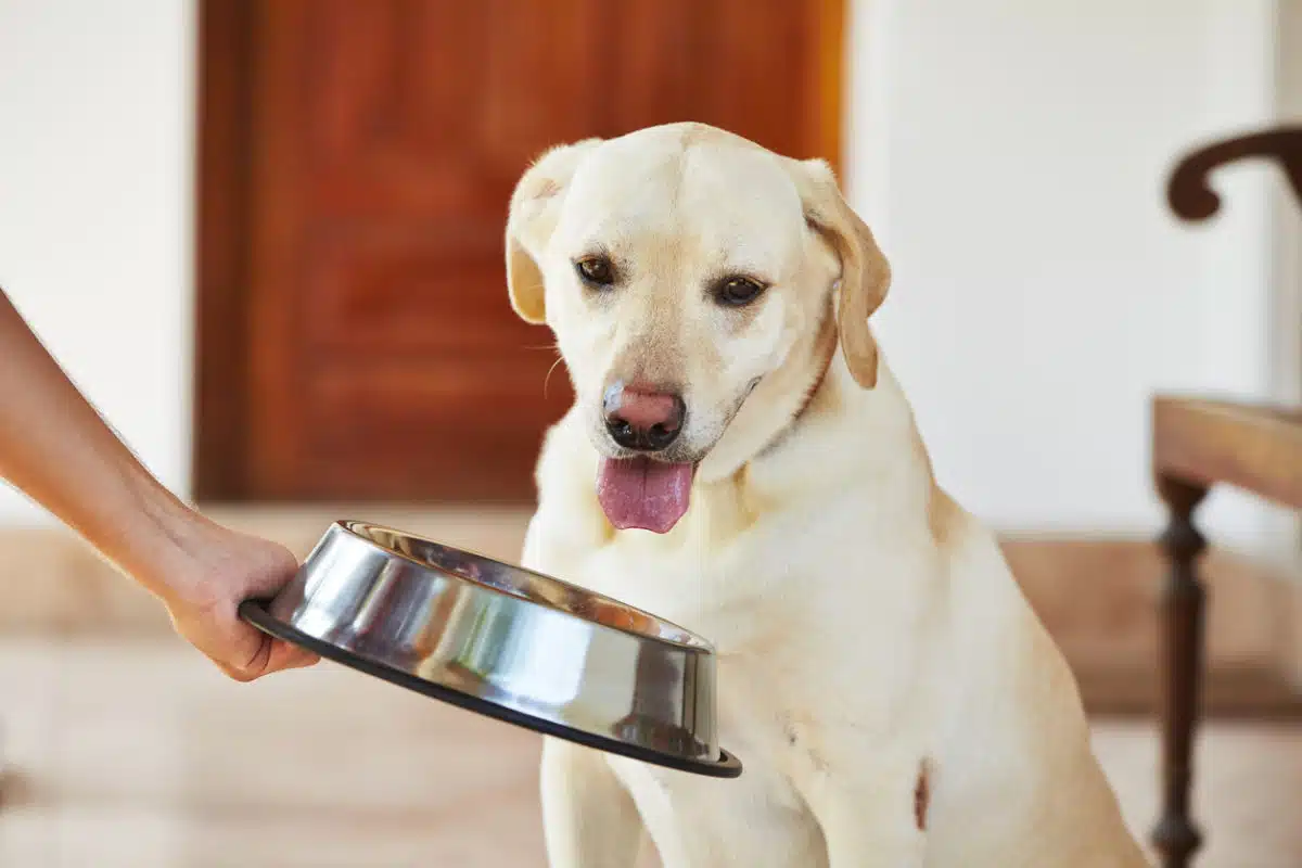 Comment choisir les meilleures croquettes vétérinaires pour votre animal de compagnie