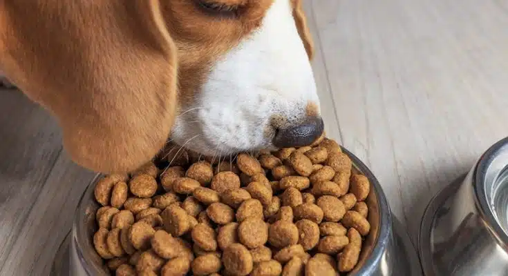 Comment choisir les meilleures croquettes vétérinaires pour votre animal de compagnie